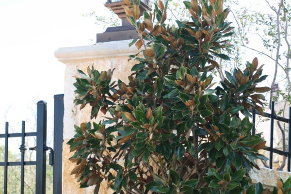 Amsterdam D003 Steel Classic Outdoor Lighting (16)